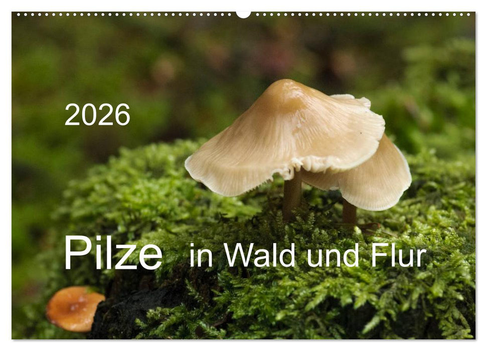 Pilze in Wald und Flur (CALVENDO Wandkalender 2026)
