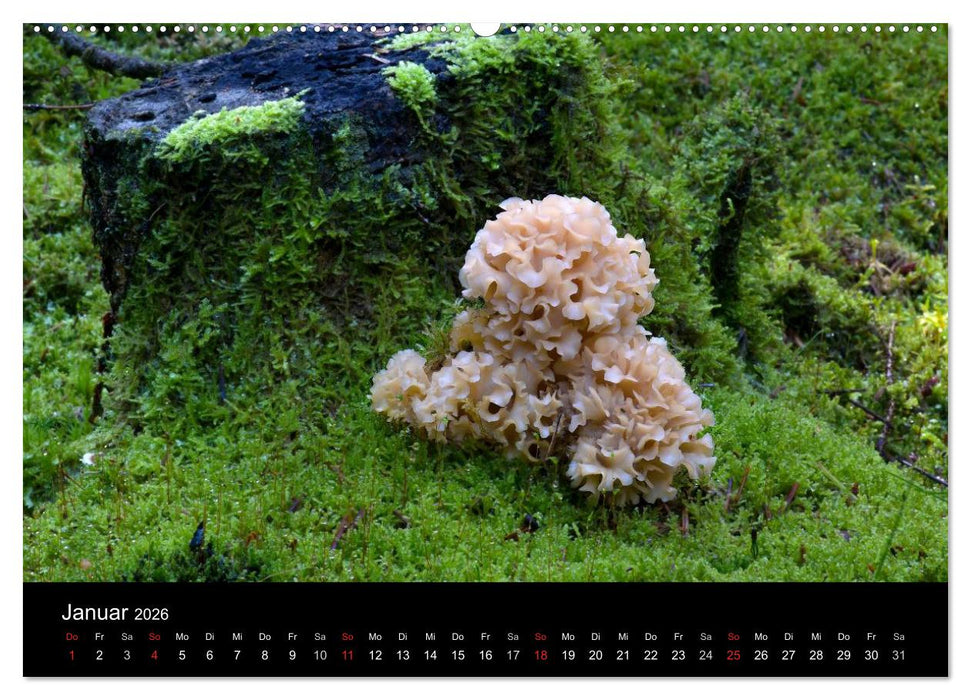 Pilze in Wald und Flur (CALVENDO Wandkalender 2026)