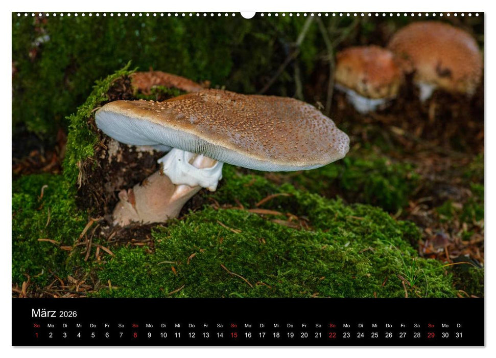 Pilze in Wald und Flur (CALVENDO Wandkalender 2026)