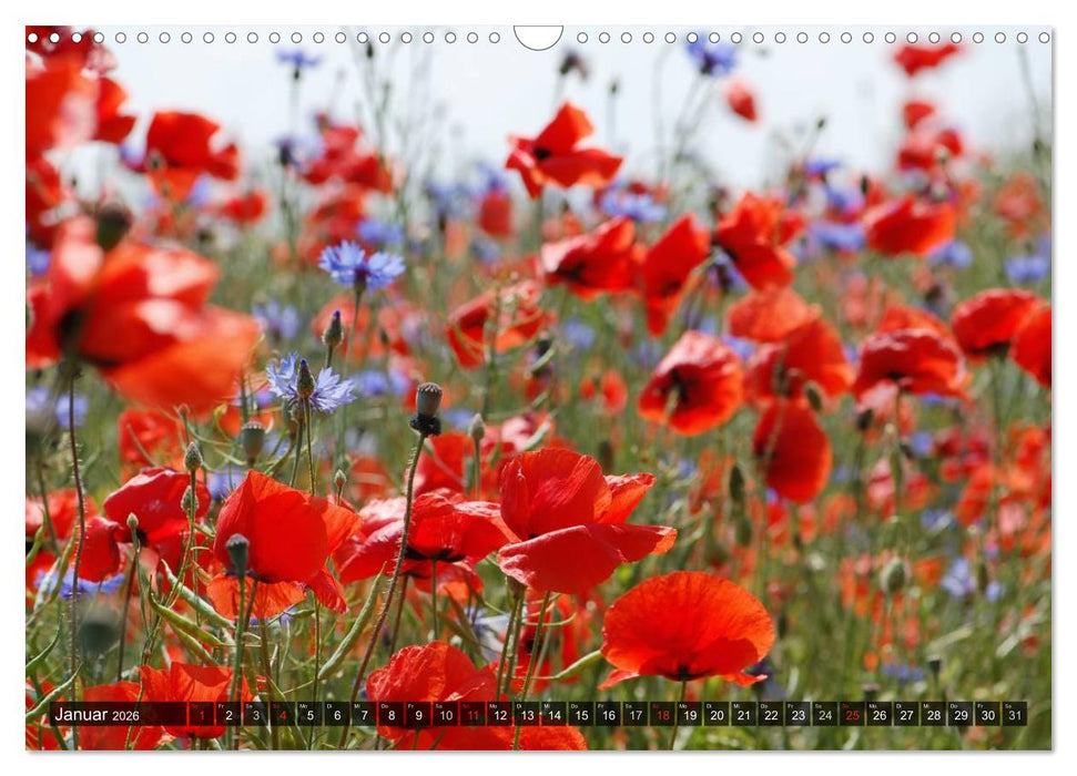 Farbtupfer auf sommerlichen Feldern - Mohn und Kornblumen (CALVENDO Wandkalender 2026)