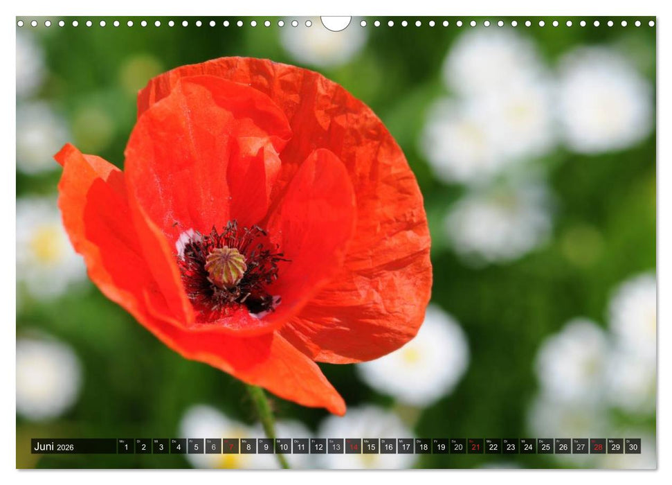 Farbtupfer auf sommerlichen Feldern - Mohn und Kornblumen (CALVENDO Wandkalender 2026)