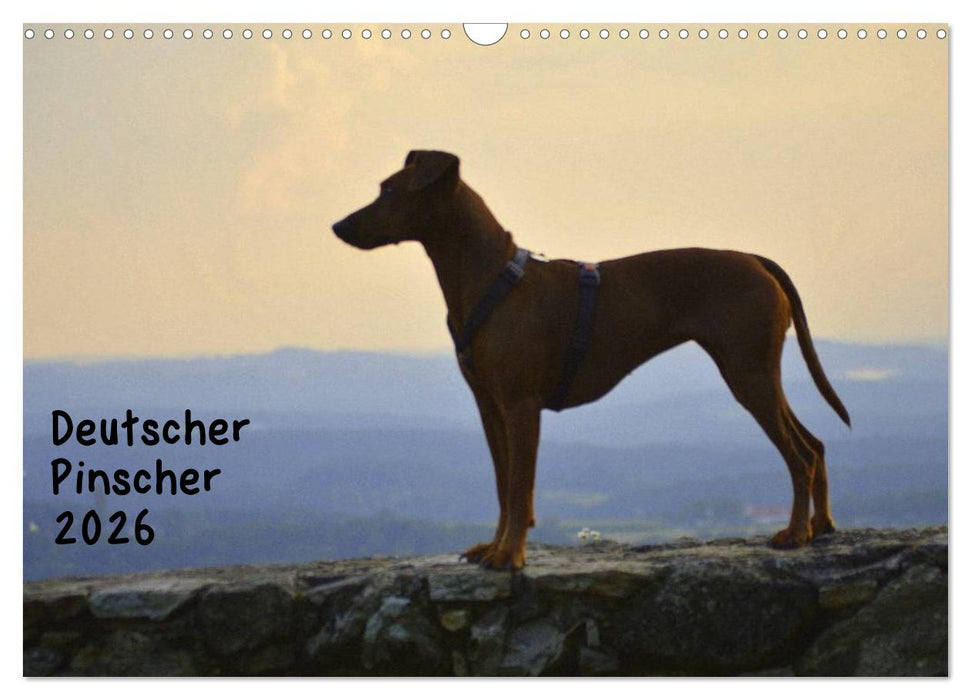 Deutscher Pinscher (CALVENDO Wandkalender 2026)