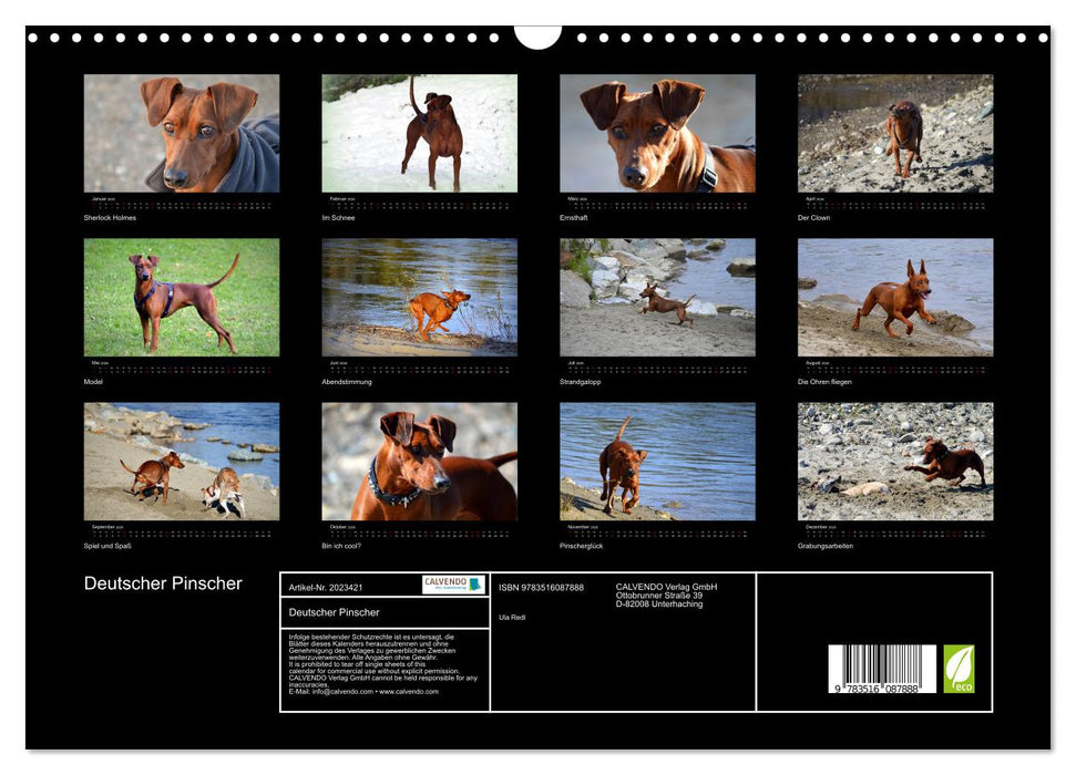 Deutscher Pinscher (CALVENDO Wandkalender 2026)