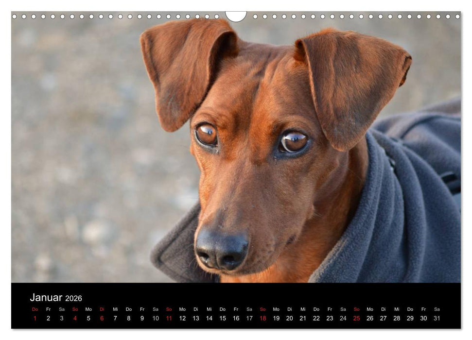 Deutscher Pinscher (CALVENDO Wandkalender 2026)