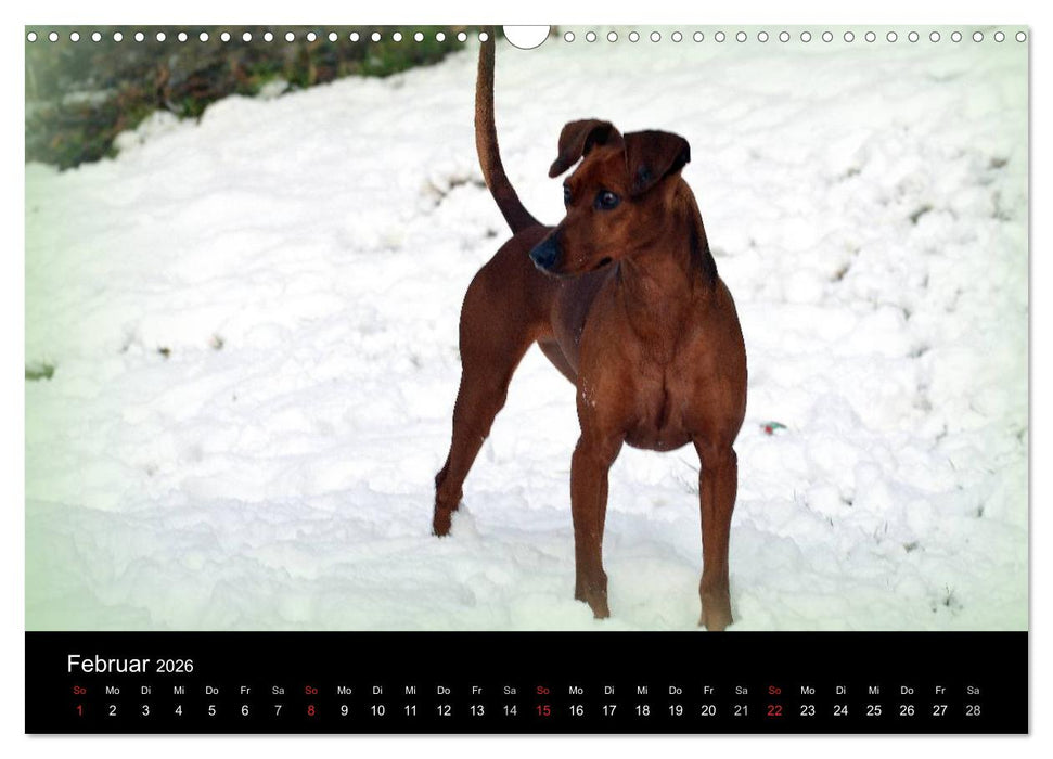 Deutscher Pinscher (CALVENDO Wandkalender 2026)