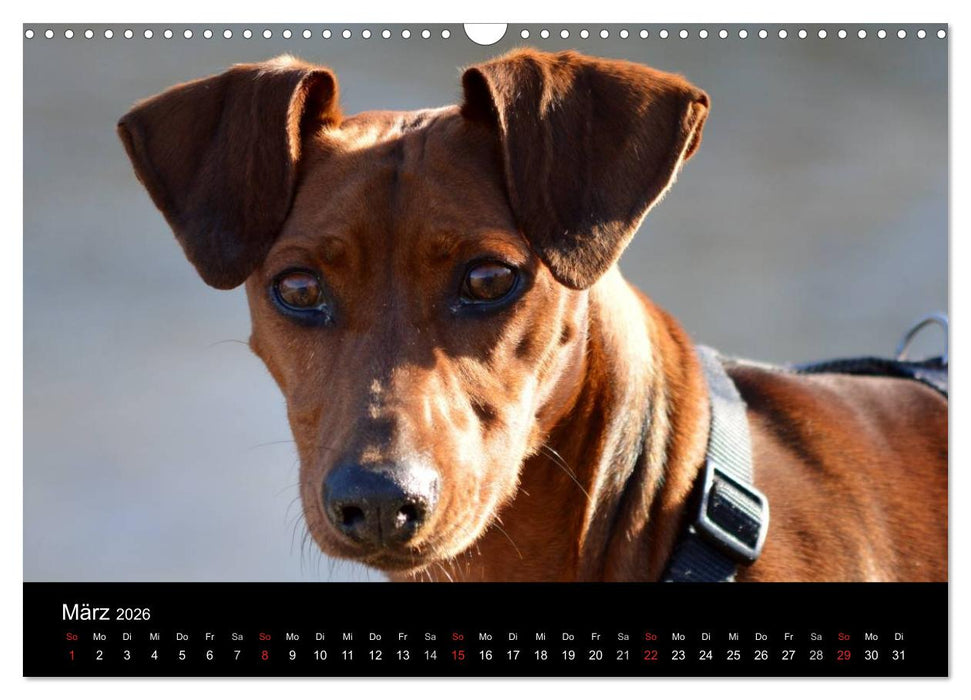 Deutscher Pinscher (CALVENDO Wandkalender 2026)