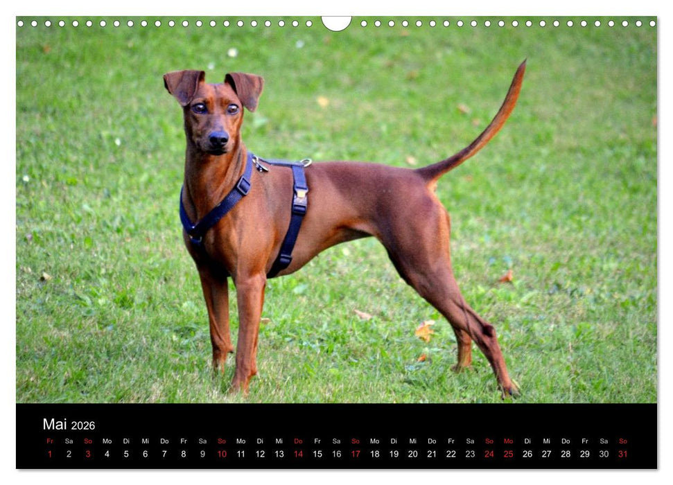 Deutscher Pinscher (CALVENDO Wandkalender 2026)