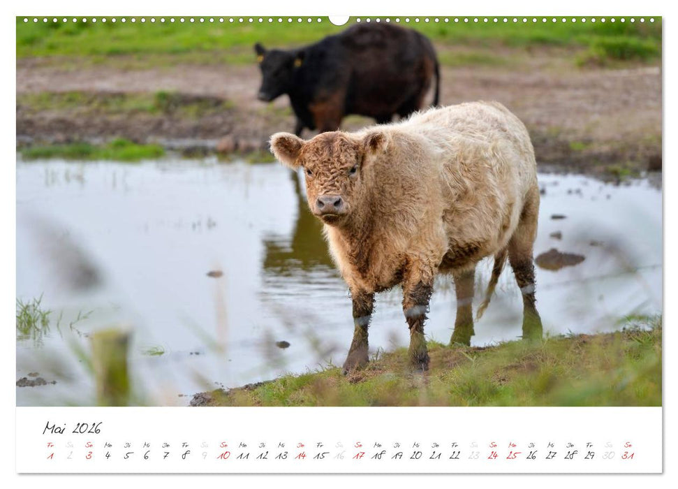 Geltinger Birk (CALVENDO Wandkalender 2026)