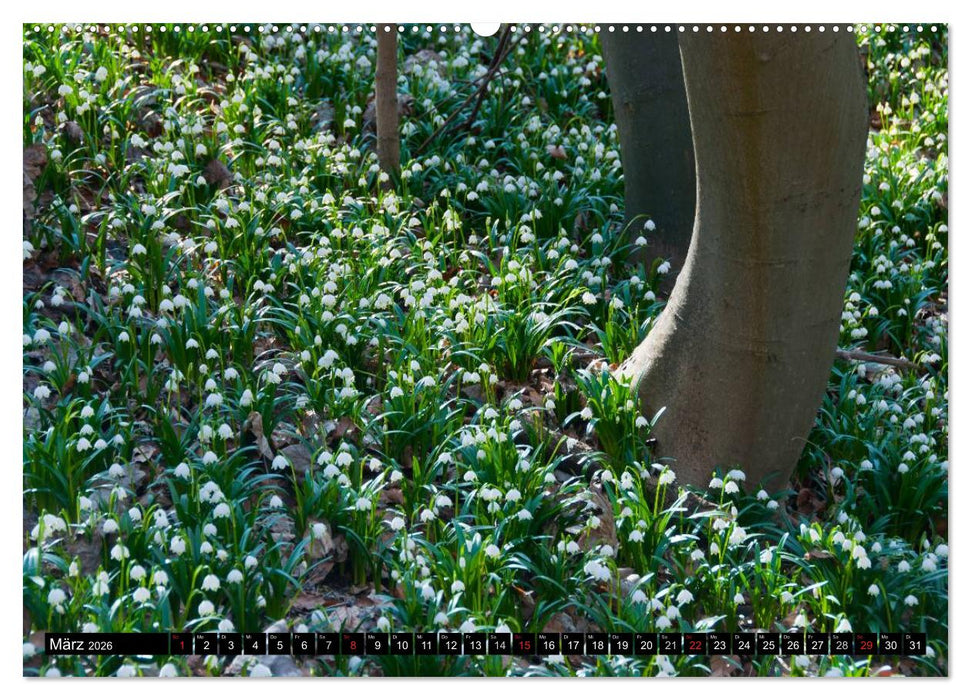 Zauberhafter Harz (CALVENDO Wandkalender 2026)