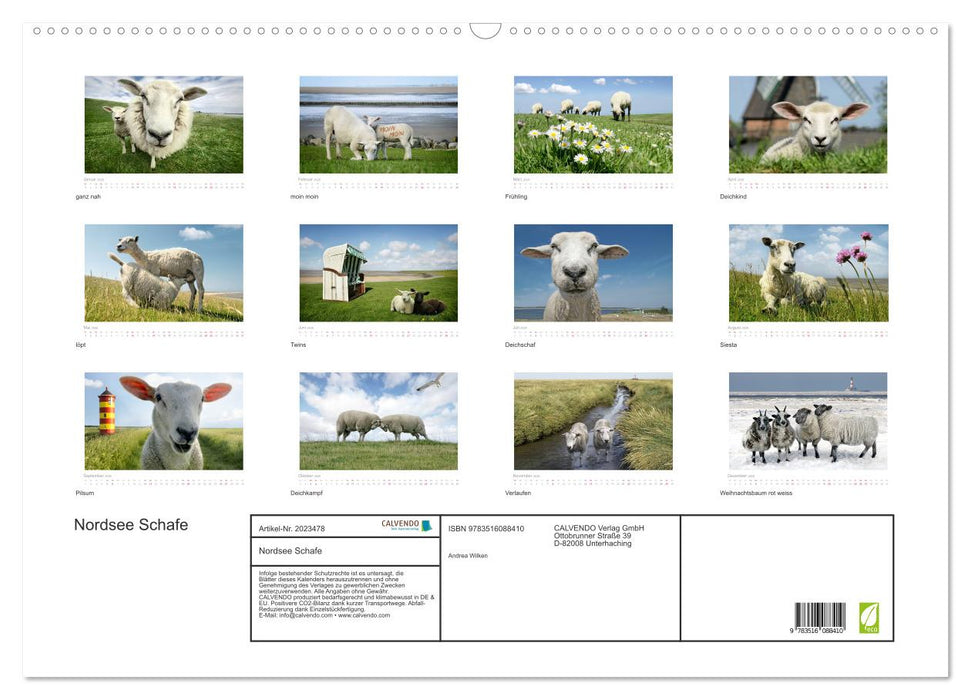 Nordsee Schafe (CALVENDO Wandkalender 2026)