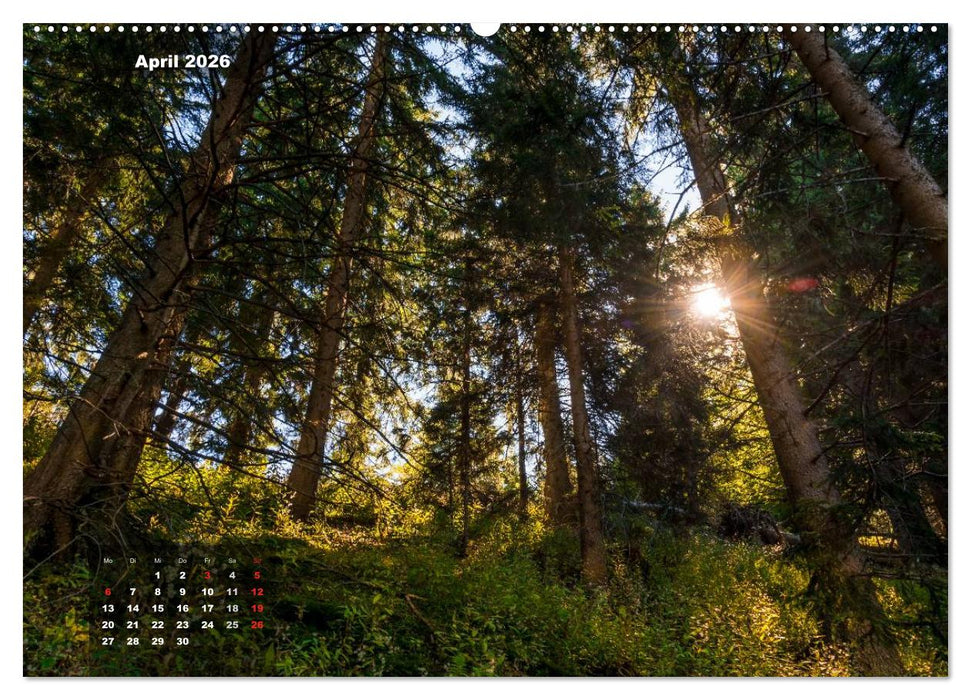 Zauberhafte Waldlandschaften (CALVENDO Wandkalender 2026)
