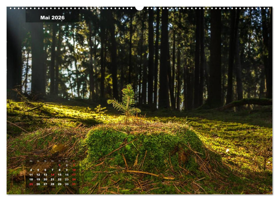 Zauberhafte Waldlandschaften (CALVENDO Wandkalender 2026)