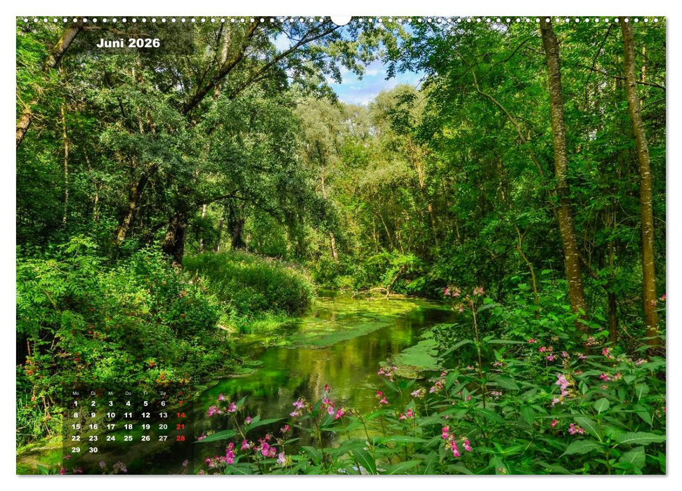 Zauberhafte Waldlandschaften (CALVENDO Wandkalender 2026)