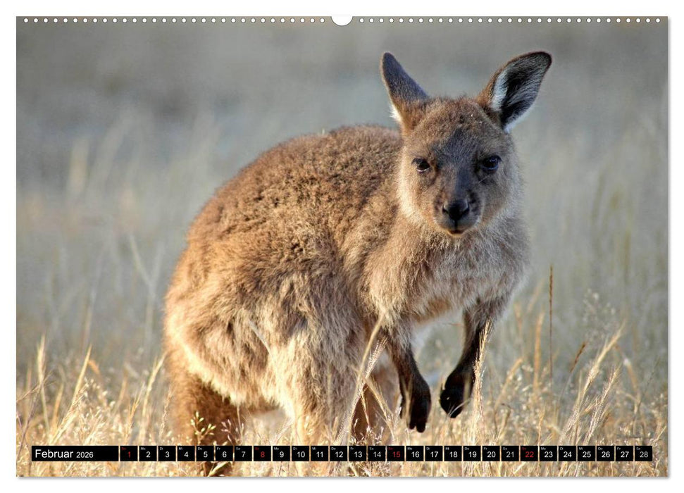 Die Tierwelt in Australien (CALVENDO Premium Wandkalender 2026)