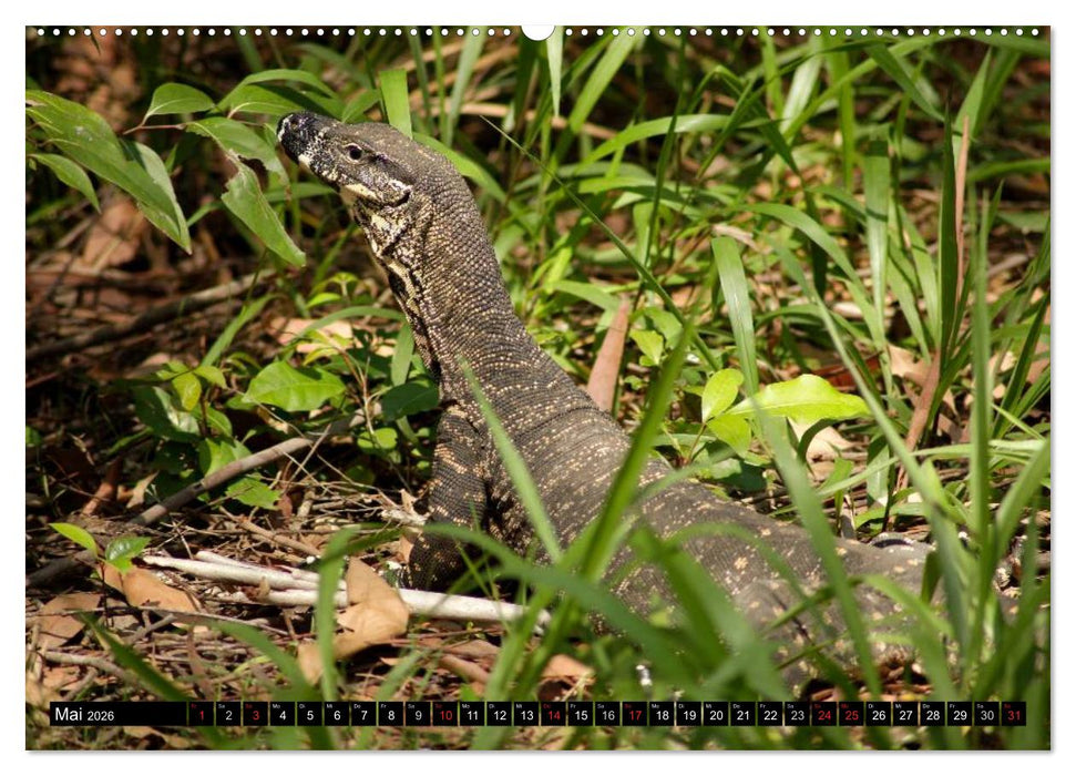 Die Tierwelt in Australien (CALVENDO Premium Wandkalender 2026)