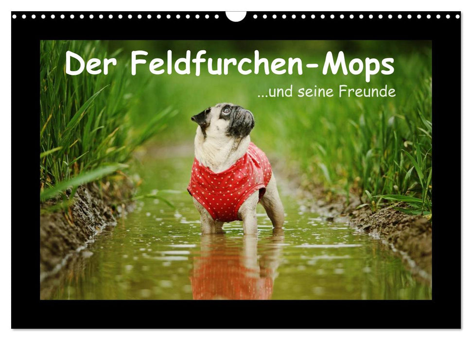 Der Feldfurchen-Mops (CALVENDO Wandkalender 2026)