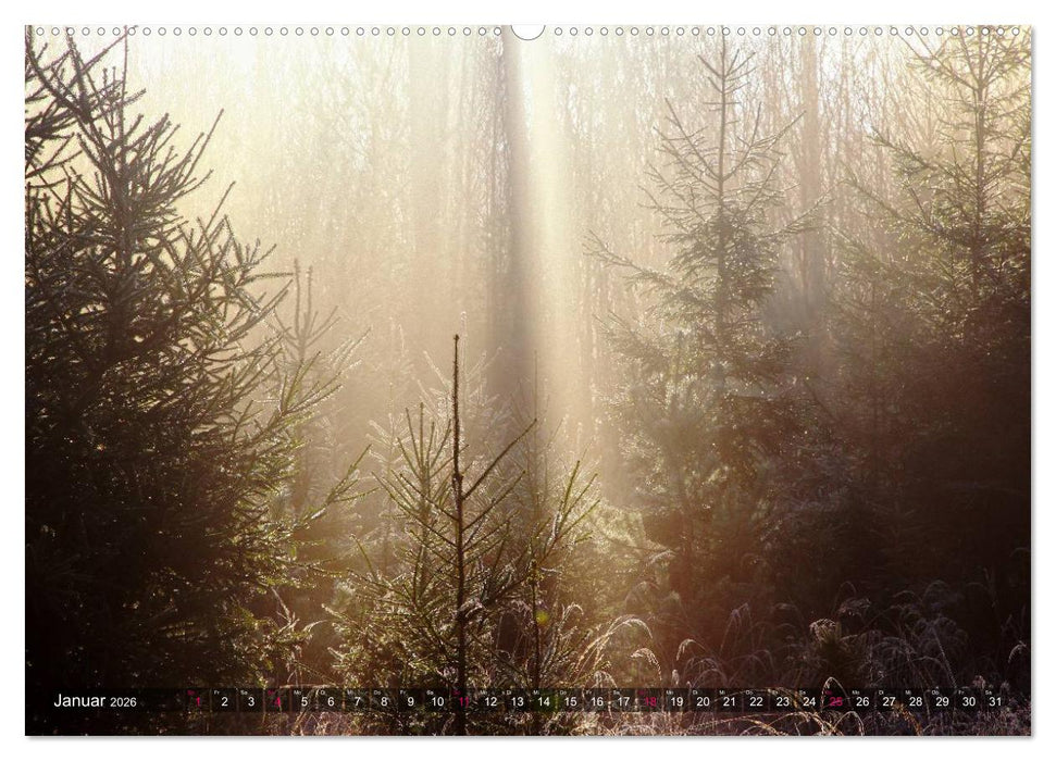 Erleuchtung im Wald (CALVENDO Wandkalender 2026)