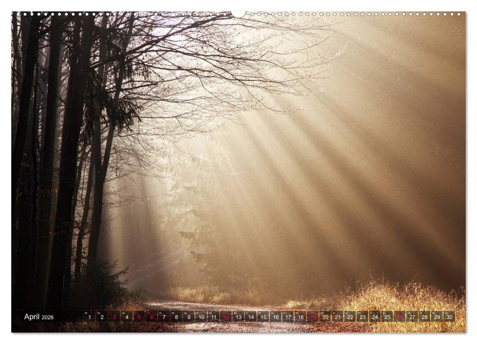 Erleuchtung im Wald (CALVENDO Wandkalender 2026)