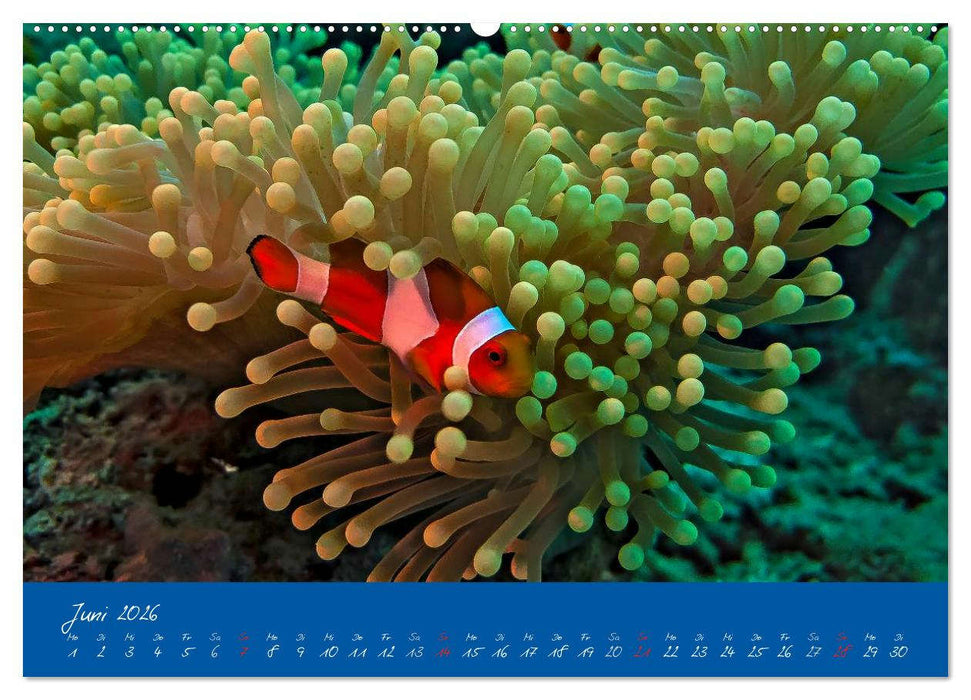 Meer sehen - Abenteuer Tauchen (CALVENDO Wandkalender 2026)