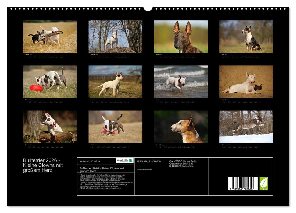 Bullterrier 2026 - Kleine Clowns mit großem Herz (CALVENDO Premium Wandkalender 2026)