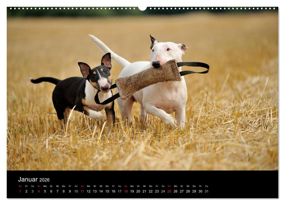 Bullterrier 2026 - Kleine Clowns mit großem Herz (CALVENDO Premium Wandkalender 2026)