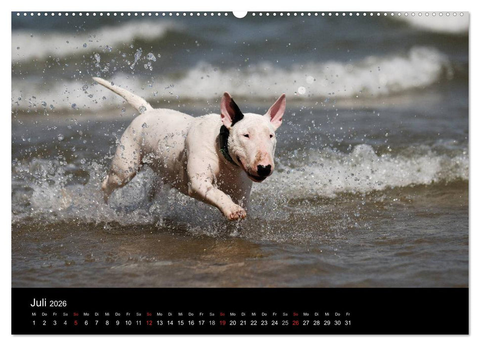 Bullterrier 2026 - Kleine Clowns mit großem Herz (CALVENDO Premium Wandkalender 2026)