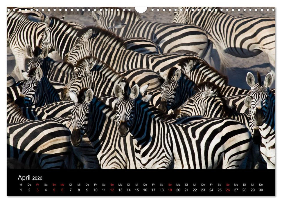 Zebras - Faszination der Streifen (CALVENDO Wandkalender 2026)
