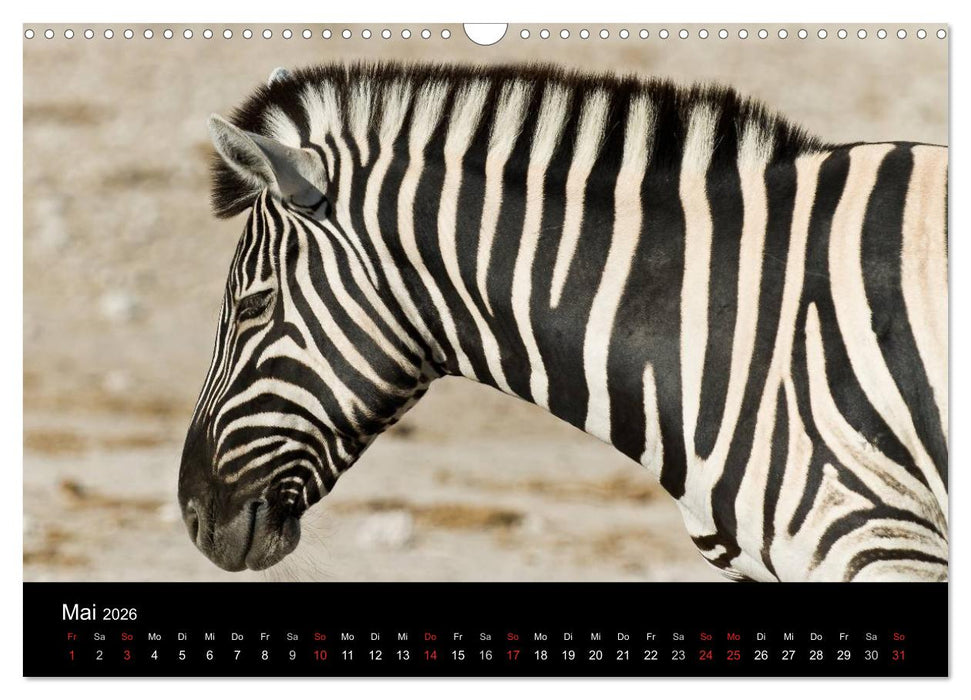 Zebras - Faszination der Streifen (CALVENDO Wandkalender 2026)