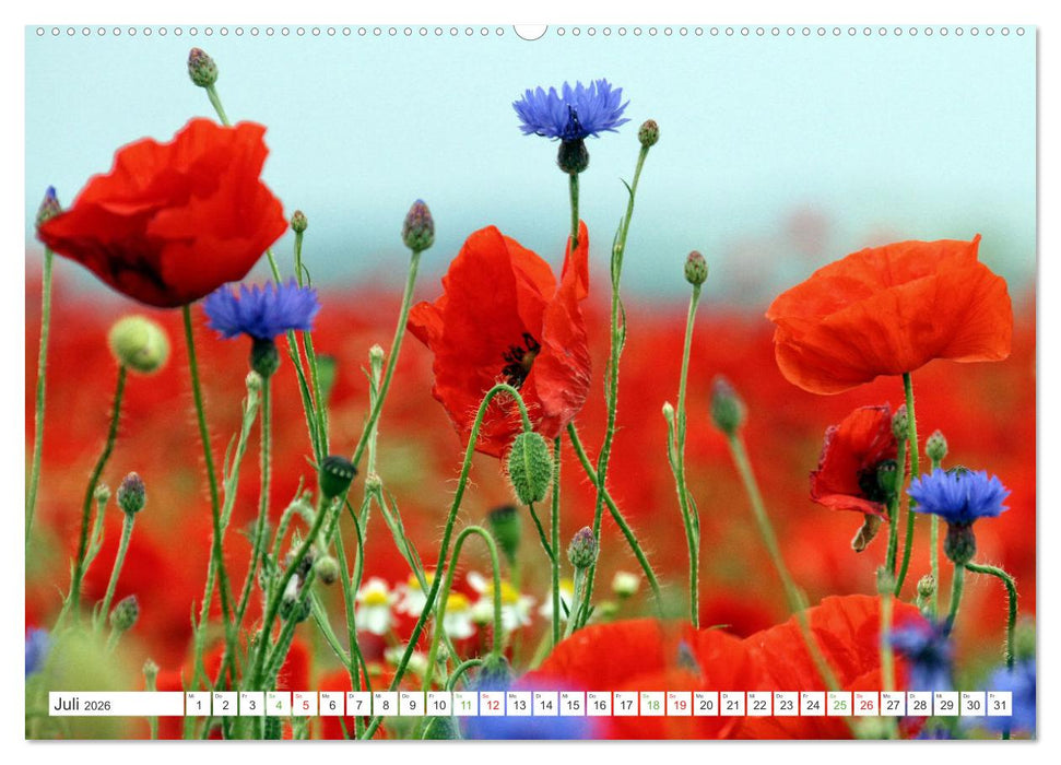 Mein buntes Mecklenburg (CALVENDO Premium Wandkalender 2026)