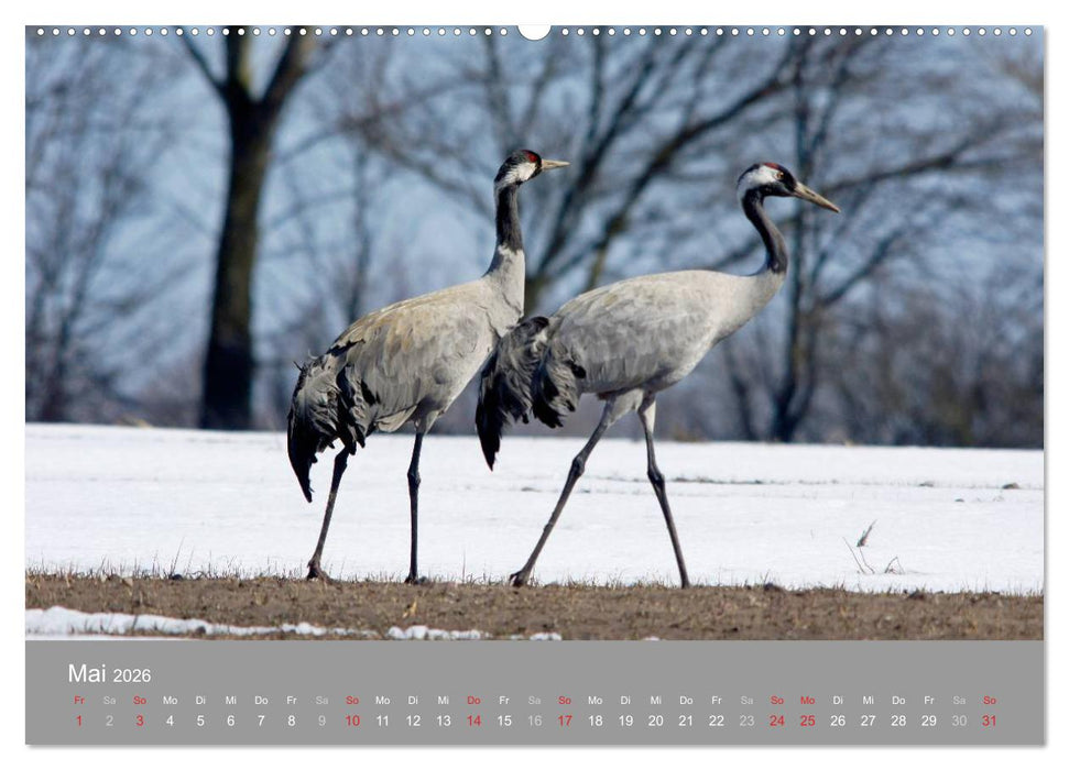 Kraniche in Vorpommern (CALVENDO Premium Wandkalender 2026)