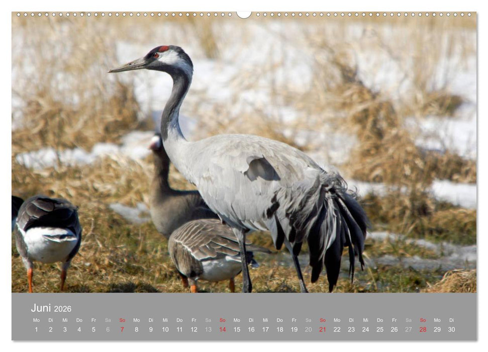 Kraniche in Vorpommern (CALVENDO Premium Wandkalender 2026)