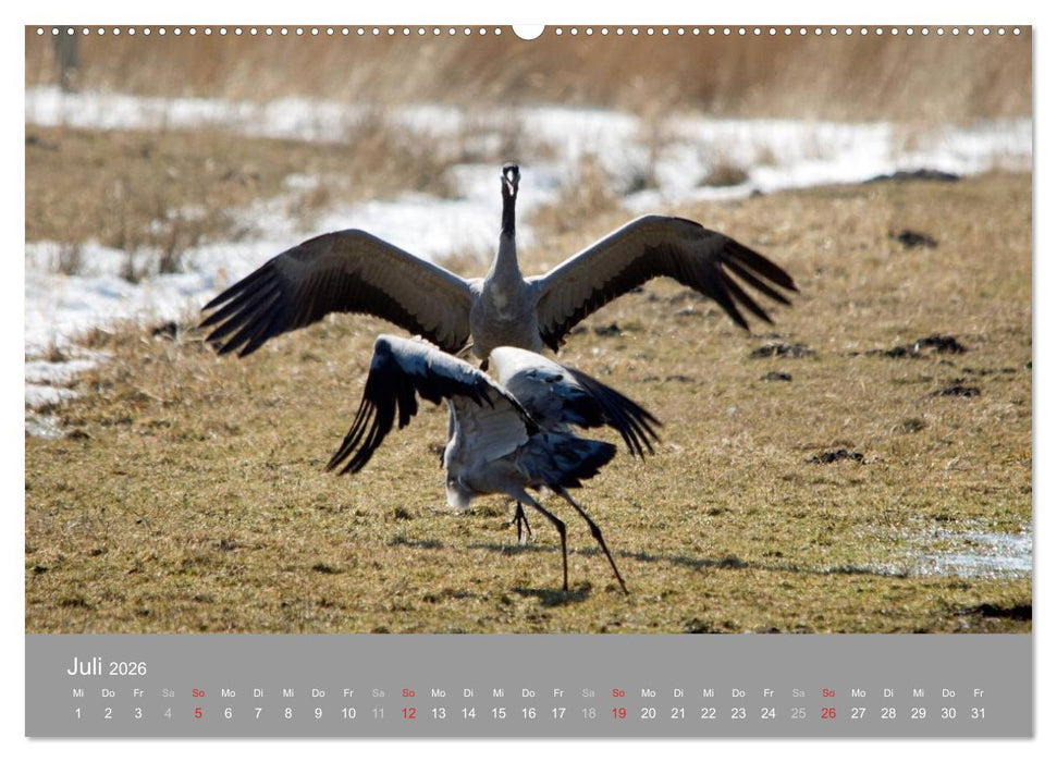 Kraniche in Vorpommern (CALVENDO Premium Wandkalender 2026)