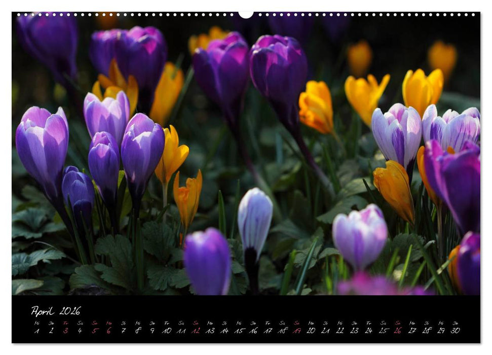 Zeit der Natur - Ein Augenblick zur Ewigkeit (CALVENDO Premium Wandkalender 2026)