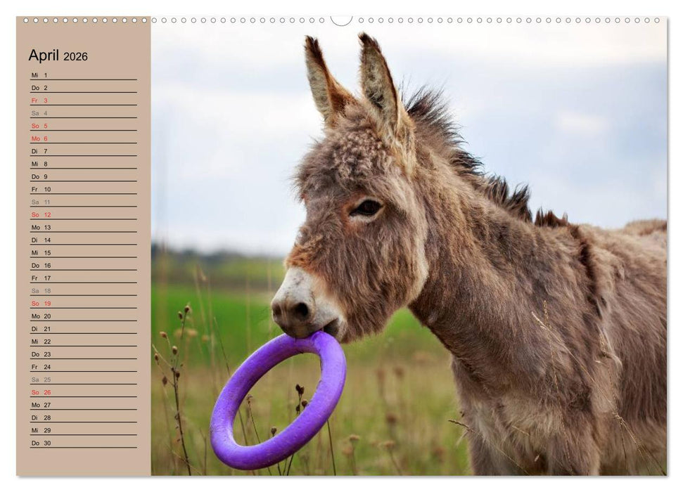 Das Esel-Paradies - Hunde und andere Feunde (CALVENDO Premium Wandkalender 2026)