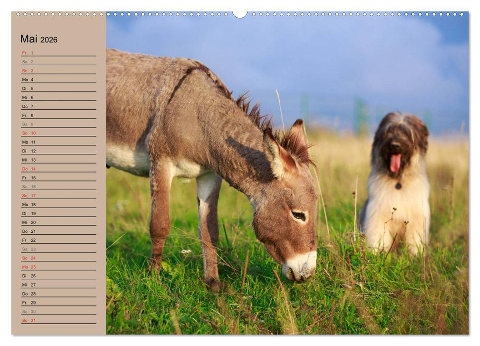 Das Esel-Paradies - Hunde und andere Feunde (CALVENDO Premium Wandkalender 2026)