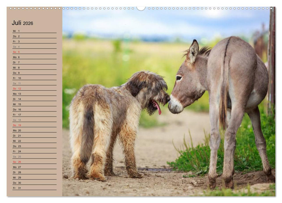 Das Esel-Paradies - Hunde und andere Feunde (CALVENDO Premium Wandkalender 2026)