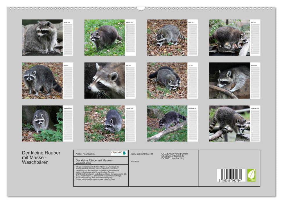 Der kleine Räuber mit Maske - Waschbären (CALVENDO Premium Wandkalender 2026)