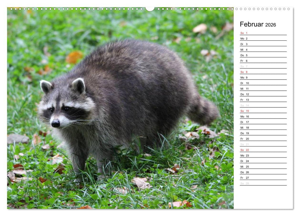 Der kleine Räuber mit Maske - Waschbären (CALVENDO Premium Wandkalender 2026)