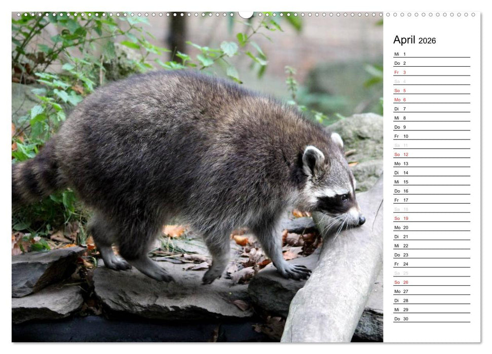 Der kleine Räuber mit Maske - Waschbären (CALVENDO Premium Wandkalender 2026)
