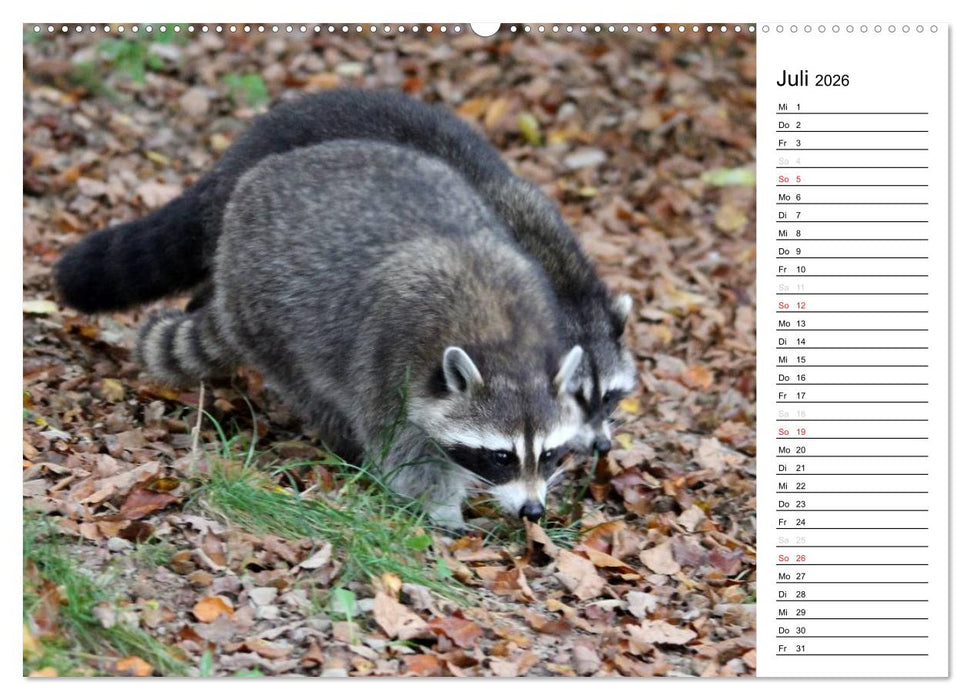 Der kleine Räuber mit Maske - Waschbären (CALVENDO Premium Wandkalender 2026)