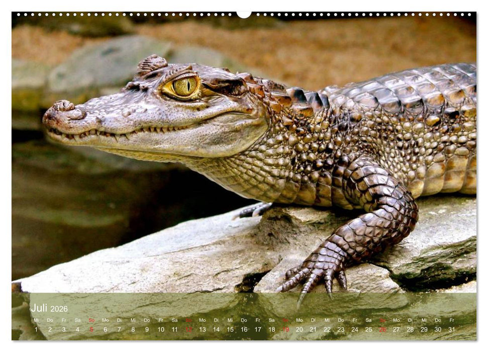 Alligatoren und Co. (CALVENDO Premium Wandkalender 2026)