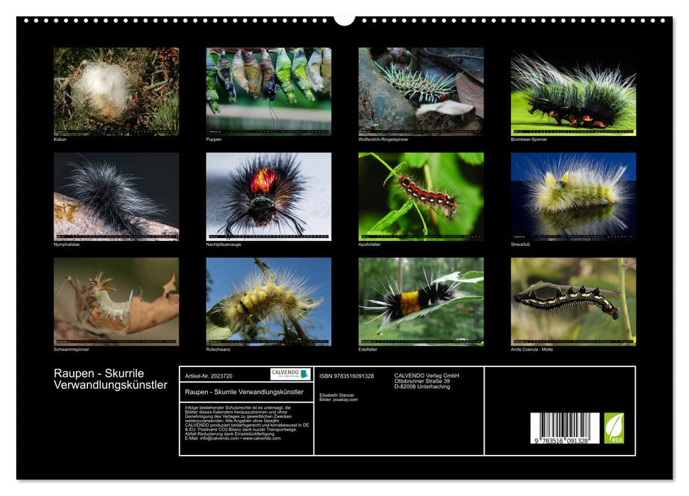 Raupen - Skurrile Verwandlungskünstler (CALVENDO Premium Wandkalender 2026)
