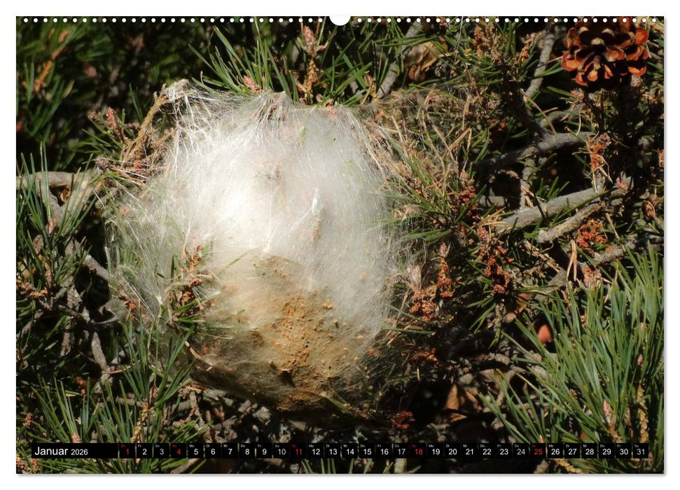 Raupen - Skurrile Verwandlungskünstler (CALVENDO Premium Wandkalender 2026)
