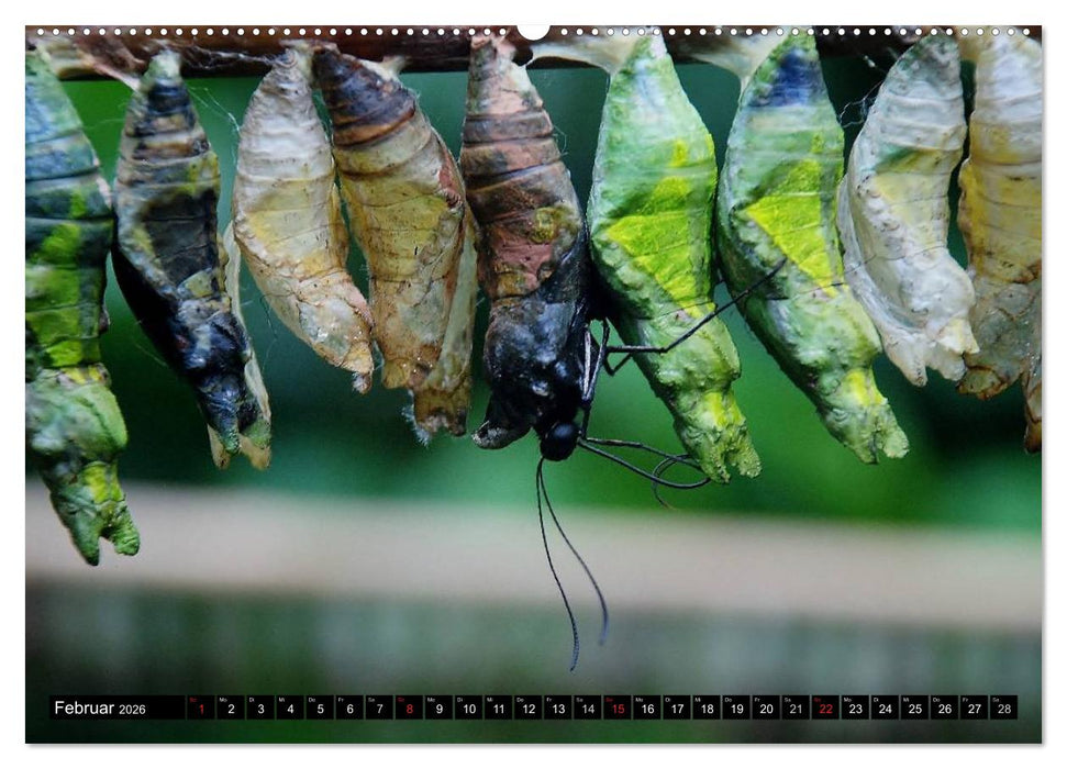 Raupen - Skurrile Verwandlungskünstler (CALVENDO Premium Wandkalender 2026)