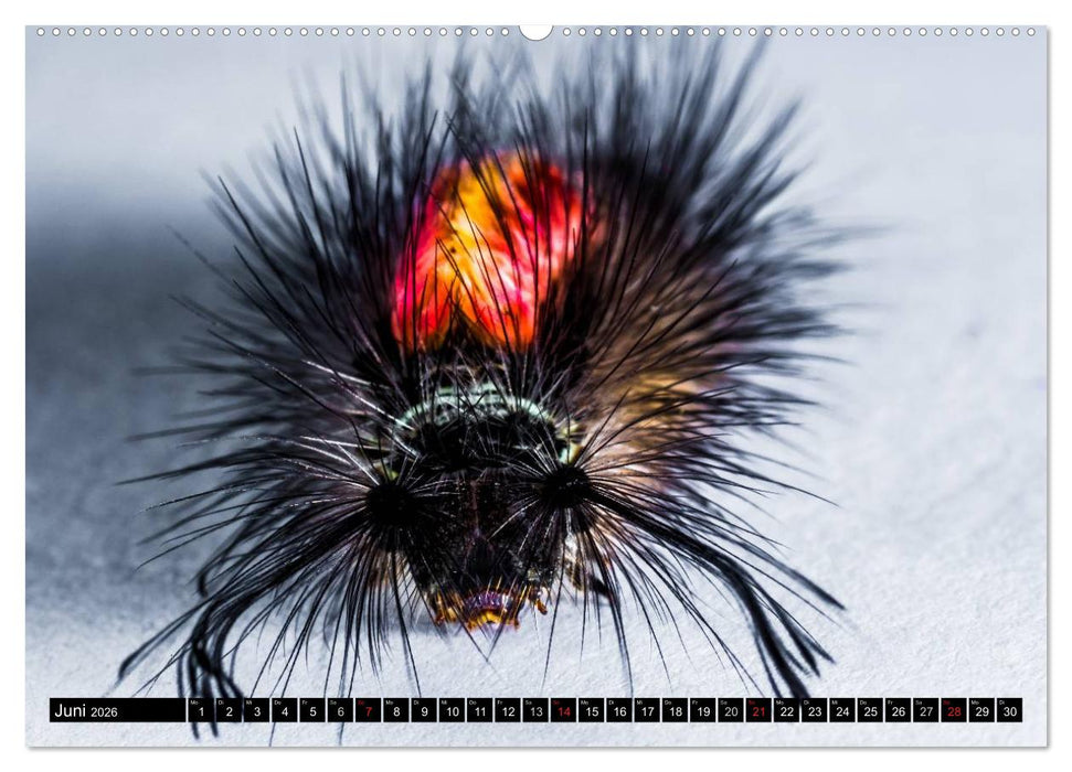 Raupen - Skurrile Verwandlungskünstler (CALVENDO Premium Wandkalender 2026)