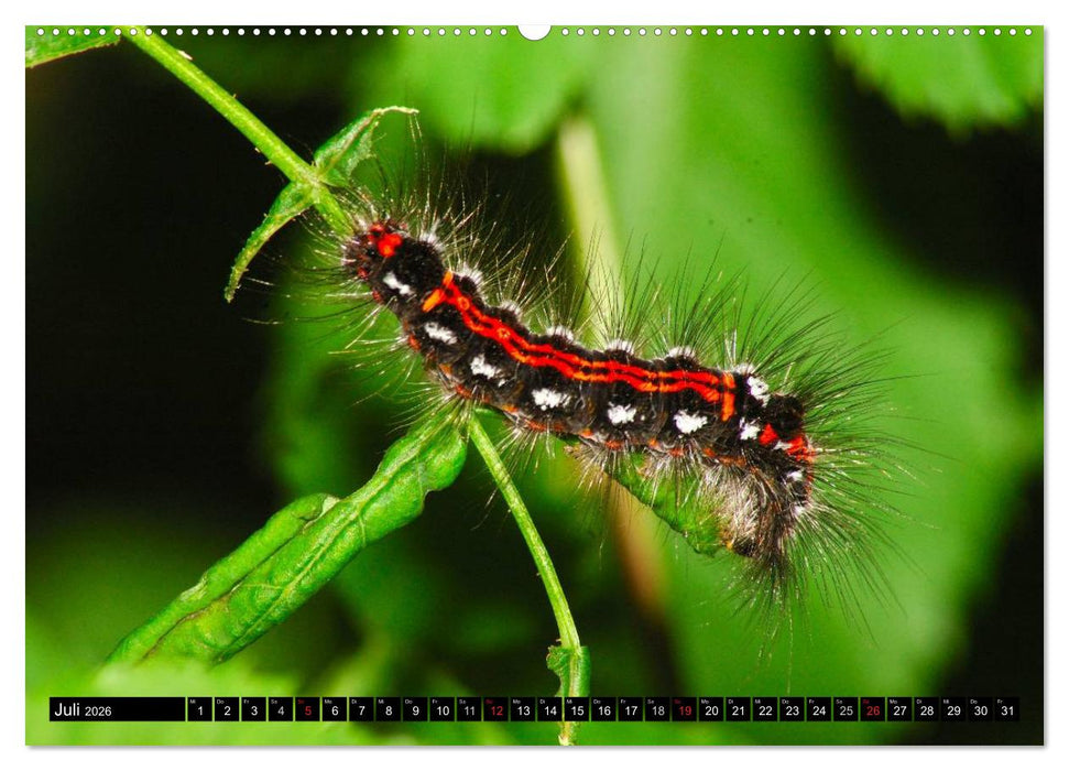 Raupen - Skurrile Verwandlungskünstler (CALVENDO Premium Wandkalender 2026)