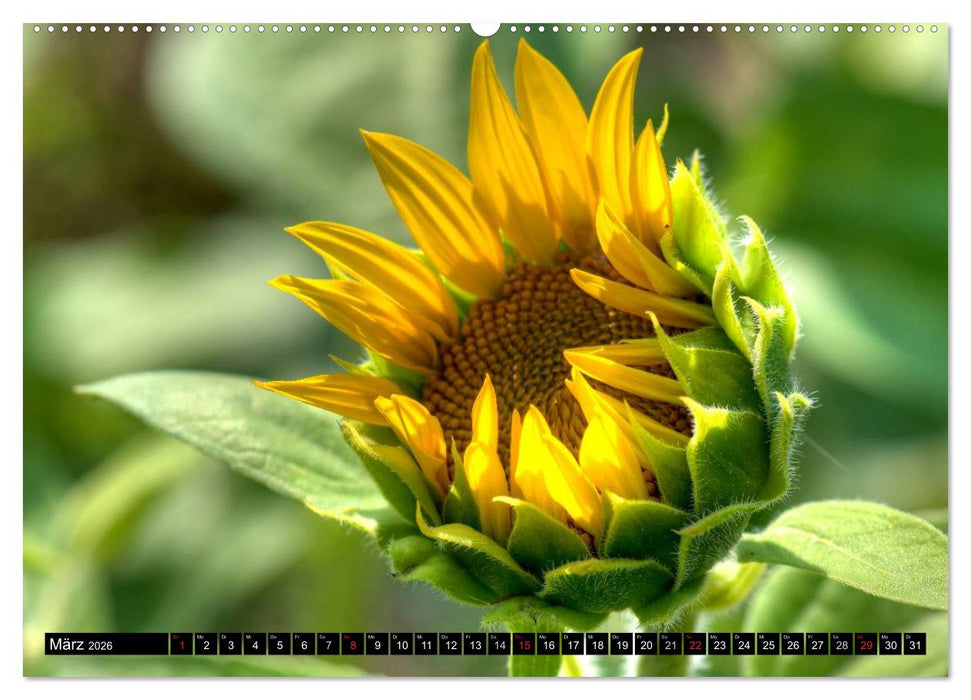 Zeit für Sonnenblumen (CALVENDO Premium Wandkalender 2026)