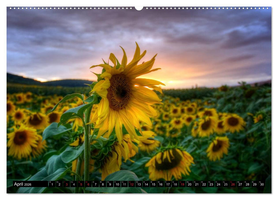 Zeit für Sonnenblumen (CALVENDO Premium Wandkalender 2026)