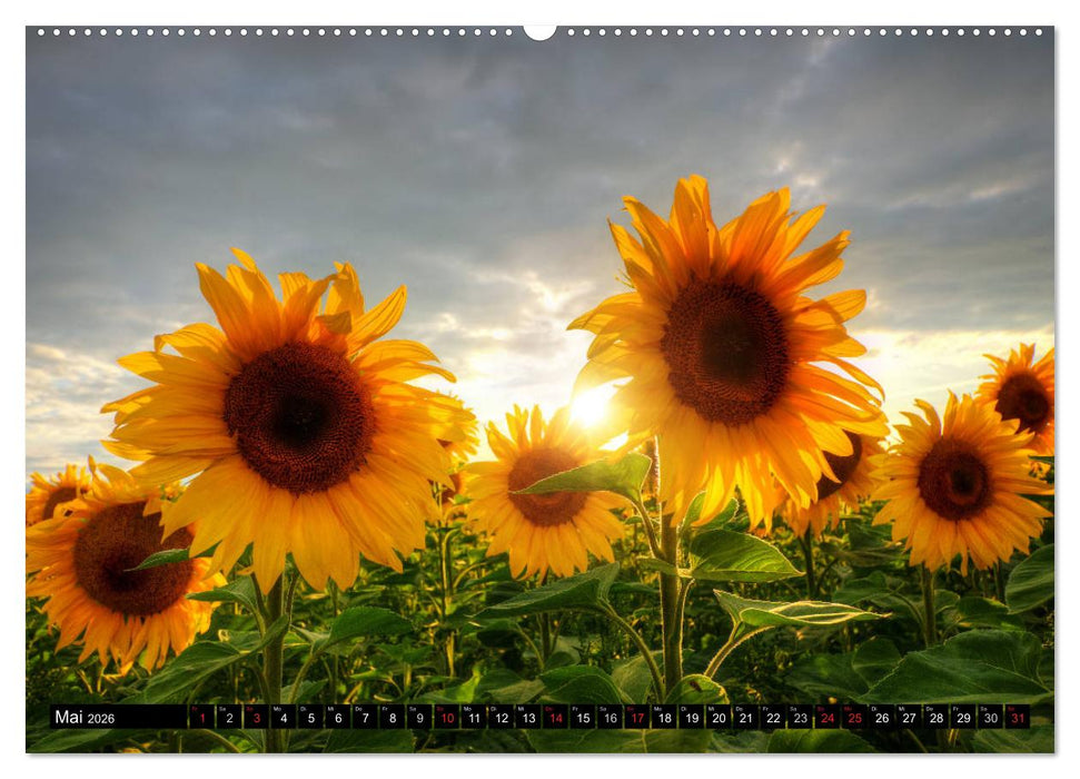 Zeit für Sonnenblumen (CALVENDO Premium Wandkalender 2026)