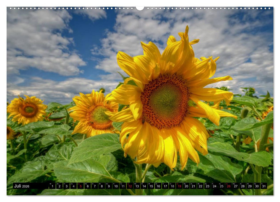 Zeit für Sonnenblumen (CALVENDO Premium Wandkalender 2026)